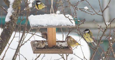 鳥 庭|専門家が解説! お家の庭に野鳥を呼ぶ方法とガーデン。